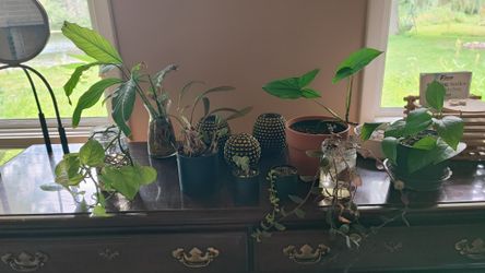 Lovely Plants For Your House