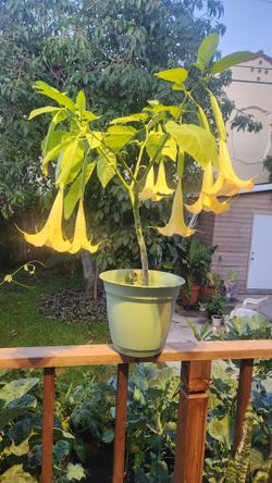 Angel trumpet plant