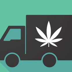 Cannabis 