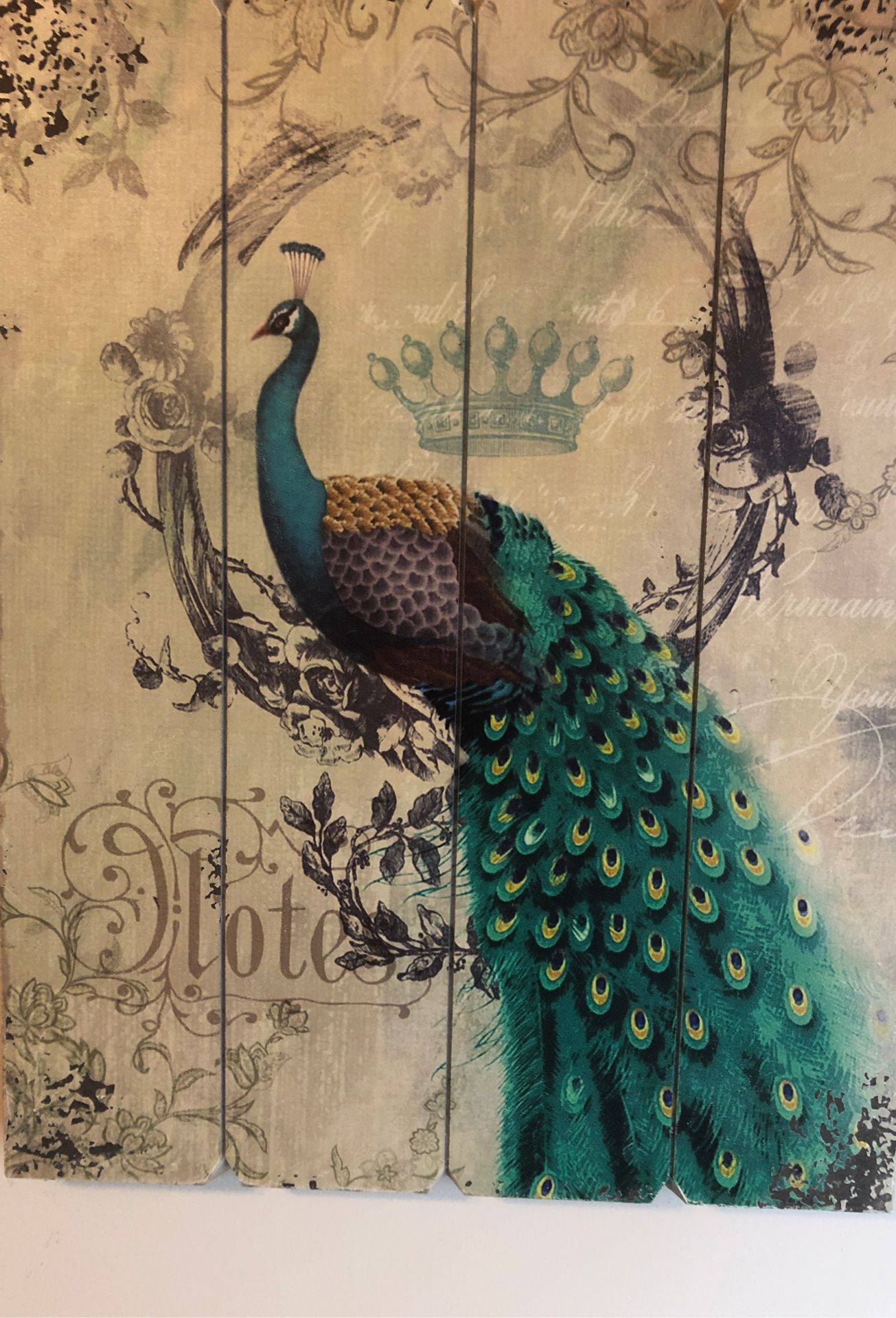 Picture of peacock