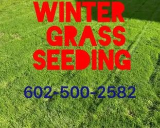 Winter grasss