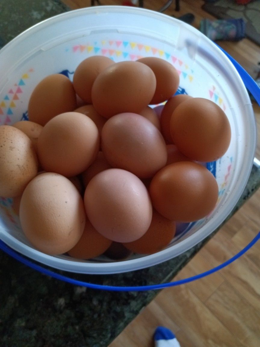 Organic Brown Eggs.FRESH