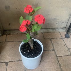 Beautiful Red Crown Off Torn In Ceramic Pot 19 Inch Tall 