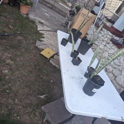 Planta De Lengua De Suegra