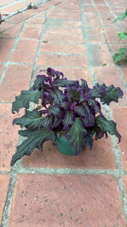 Purple Passipn plant 4” pot