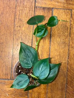 Heartleaf Philodendron