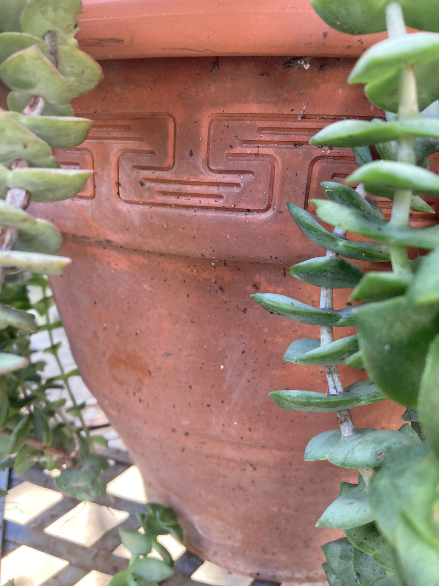 Stunning Terra Cotta Pot With Healthy Large Succulent 
