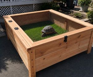 Redwood Tortoise 🐢 safe enclosure