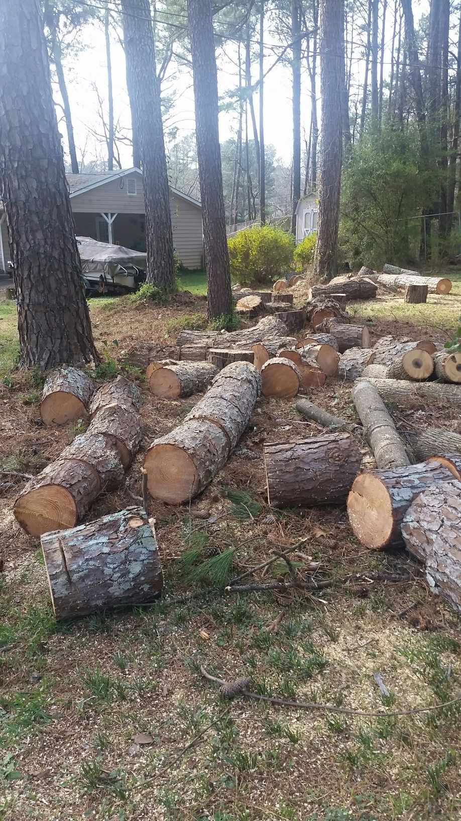 Free wood already cut