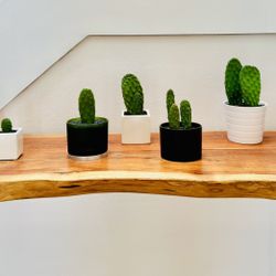 Lovely Potted Cacti - Various Sizes