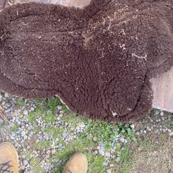 Horse Blanket 
