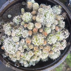 Specimen cactus plant $10