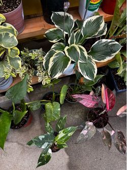 Plant Sale Tomorrow