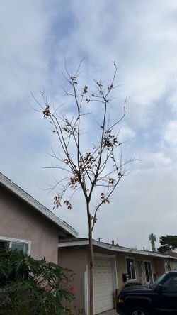 Crape Myrtle -Natchez (white)
