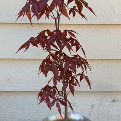 Bonsai, Japan maple 22 inches