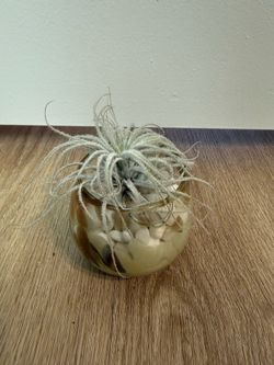 Brand New Air Plant in Glass Bowl with Stones from Anthropologie