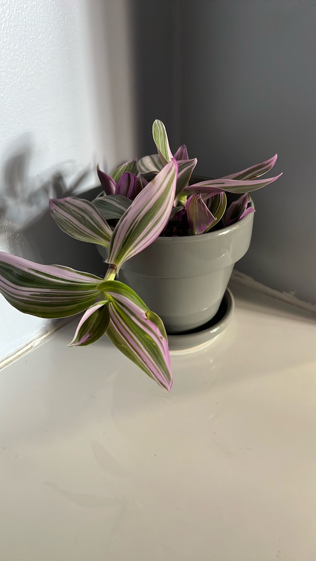 Live Houseplant Tradescantia Nanouk in 5.5” Grey Ceramic Pot w/ Drainage Saucer