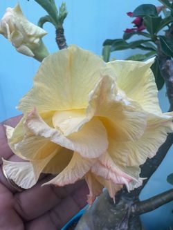Two-colored desert rose  Rosa del desierto