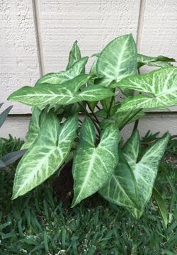 Nice plants
