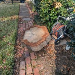 Giant Trunk Wood Ring