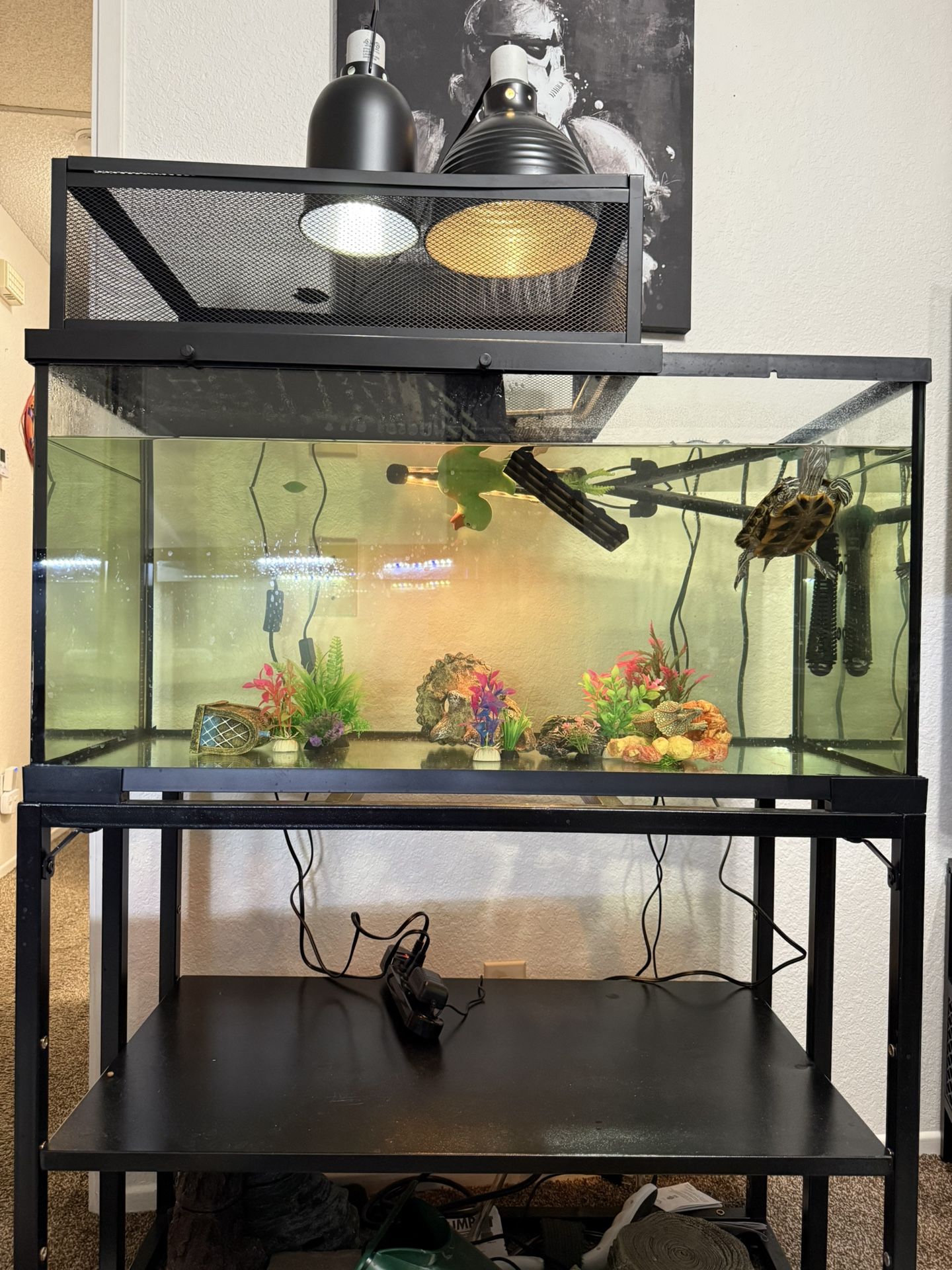 Thrive 40 Gallon Aquarium W/ Filter Basking Platforms & More