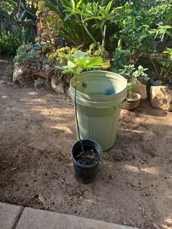 Fig Trees  One Is Mission Black 2 Small  One 7' Tall Price Is For The Small One