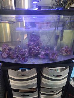 46 gallon Saltwater Tank