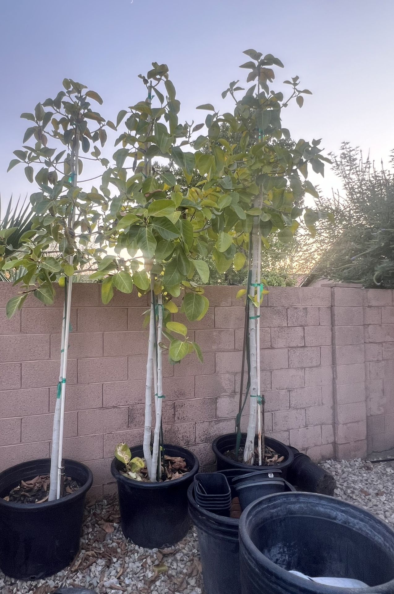 Young Rubber Trees