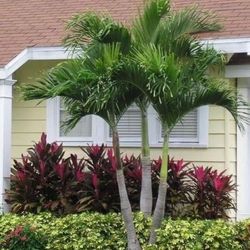 alexandra palms 7gallon 7ft tall 