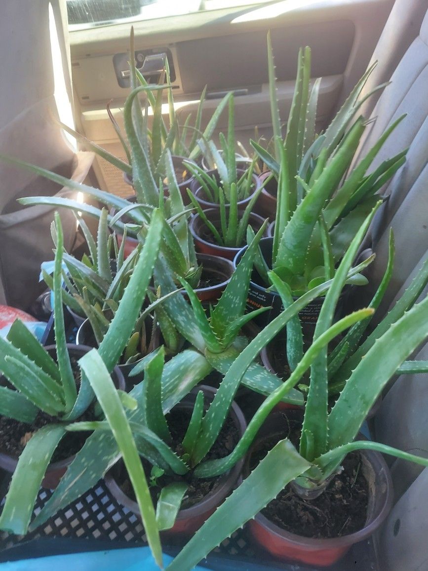 Aloe Vera Plants and More!!