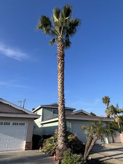 Tree palms