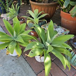 Agave plants from $5 to $45 in pots
