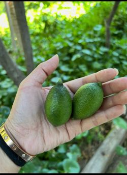 GIANT AKA Jumbo Variety Finger Lime Fruit Tree - 10 years old RARE