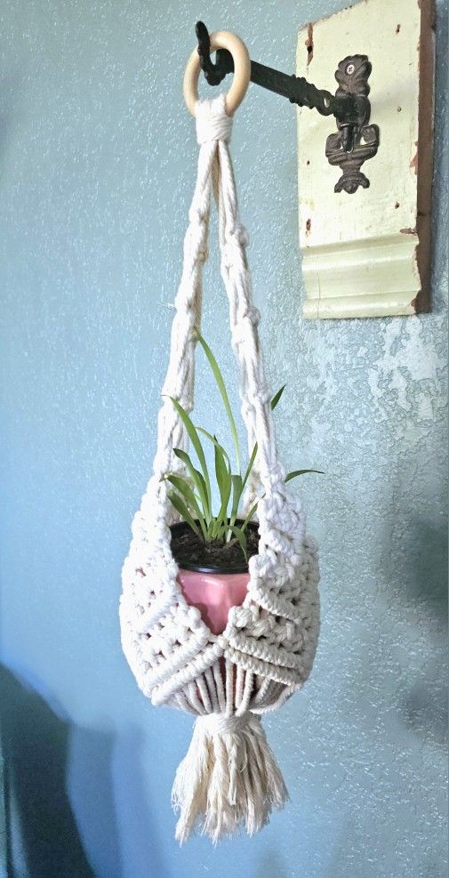Home Grown Spider Plant In Pink Flower Pot With Handmade Macrame Hanger