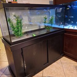 Fish Tank 