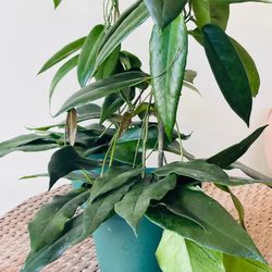 Hoya Archboldiana Indoor Plants
