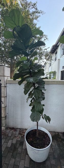 Plant