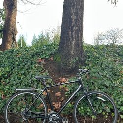 Giant Escape 2 Hybrid Fitness Bike - Large frame Aluminium Bicycle Commuter