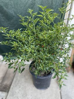 Planta De Chile Chiltepin Con Chiles, Está En Maceta De 5 Gallones Pick Up Only