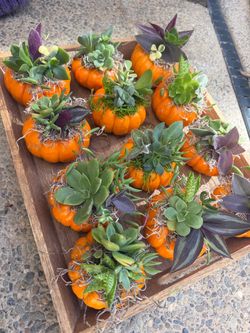 Mini pumpkin succulents