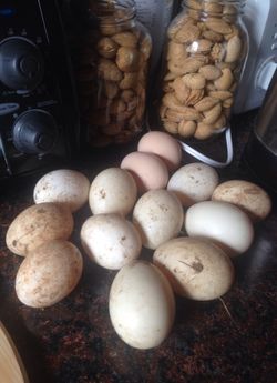 Duck eggs