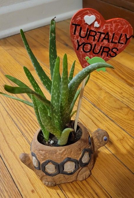 ALOE VERA plant In a Ceramic Turtle Pot