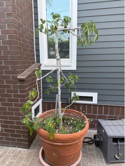 Free plants (heavy)