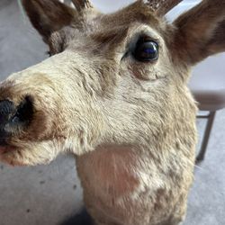 TAXIDERMY DEER MOUNT 