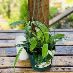 Live indoor Hoya Publicalyx plant in a hanging plastic planter pot—firm price