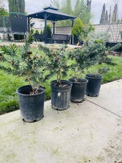 Bottle Brush Trees 5 Gal. $15 Each  2 Left 