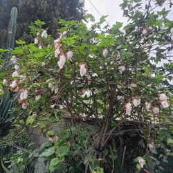 Planta De Algodón (Pima Cotton Plant)