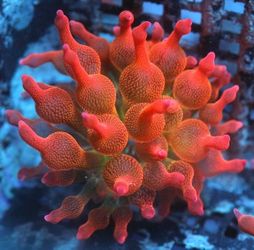 Rose bubble tip anemone s/m