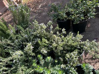 Creeping rosemary plants 15$ each