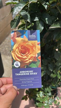 Arborose Tangerine Skies climbing roses